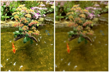 Figure 2: Blurred vision with cataract (right)