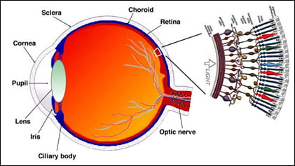 Figure 1: Anatomy of the Eye