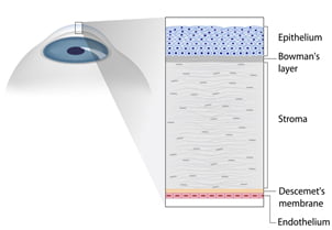 Structure of the cornea – 5 layers as shown